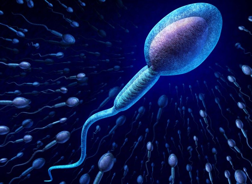 esperma-838x615-7345297