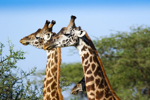 giraffas-3678870