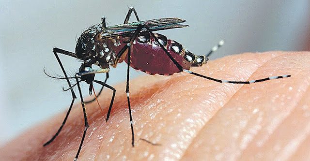 mosquito2bda2bdengue-7829737