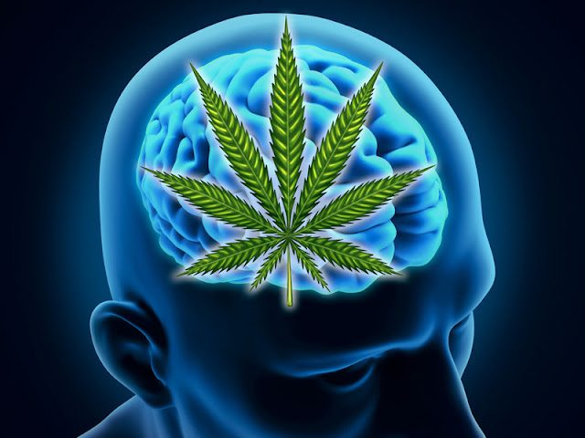 dt_150608_brain_marijuana_cannabis_800x600jpg-7129245