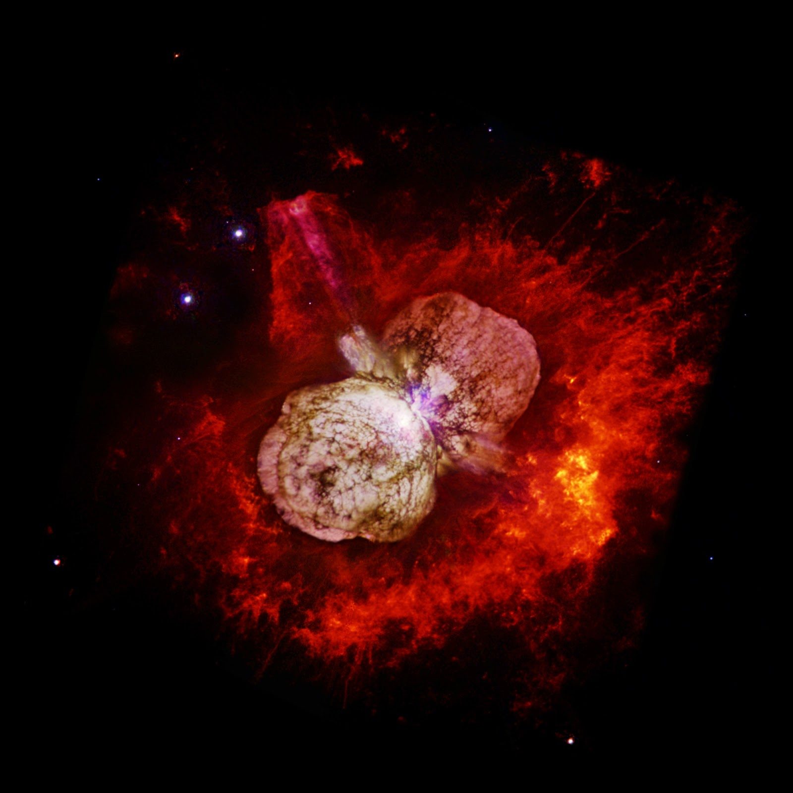 etacarinae-7542763