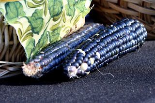 blue_corn-2840442