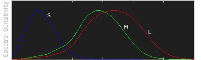 bastonetes-e-cones-5248761