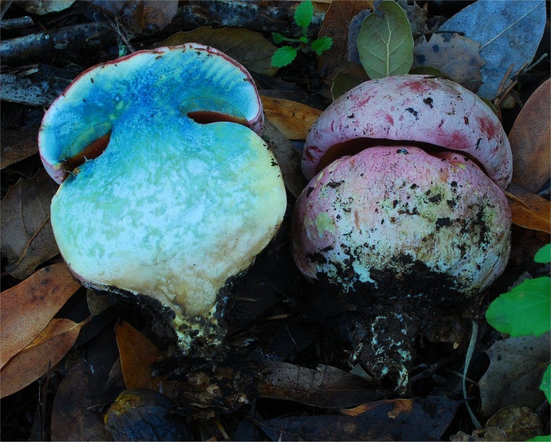 boletus20satanas206-6072901