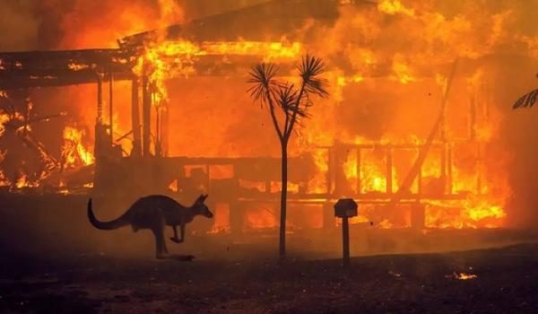 capa-183815-quase_meio_bilhao_de_animais_morrem_em_decorrencia_de_incendios_na_australia-7865280
