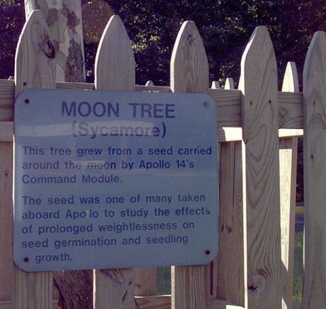 moontree1-2775756