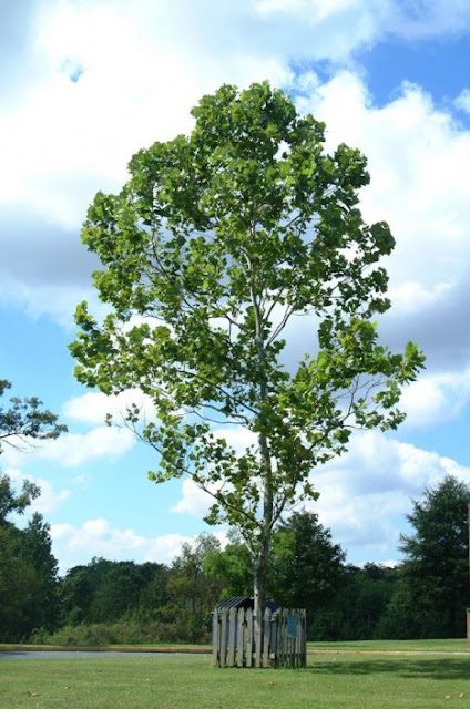 moontree2-9084632