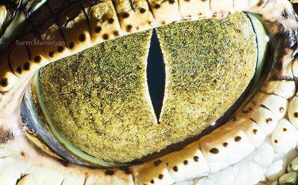 crocodilodonilo-2108811