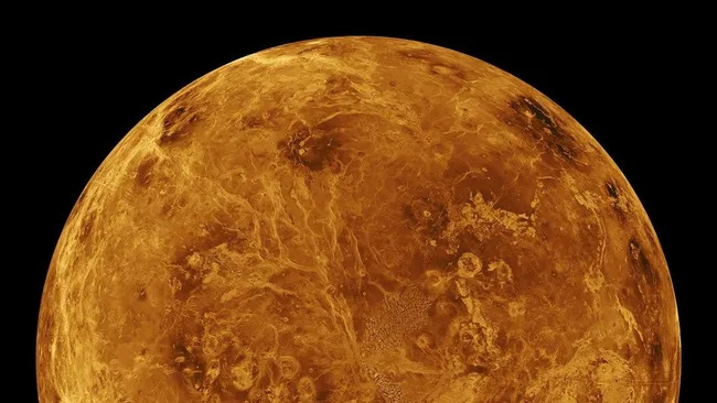 Venus’ Crown-like Coronae Explained by Mantle “Glass Ceiling” Phenomenon